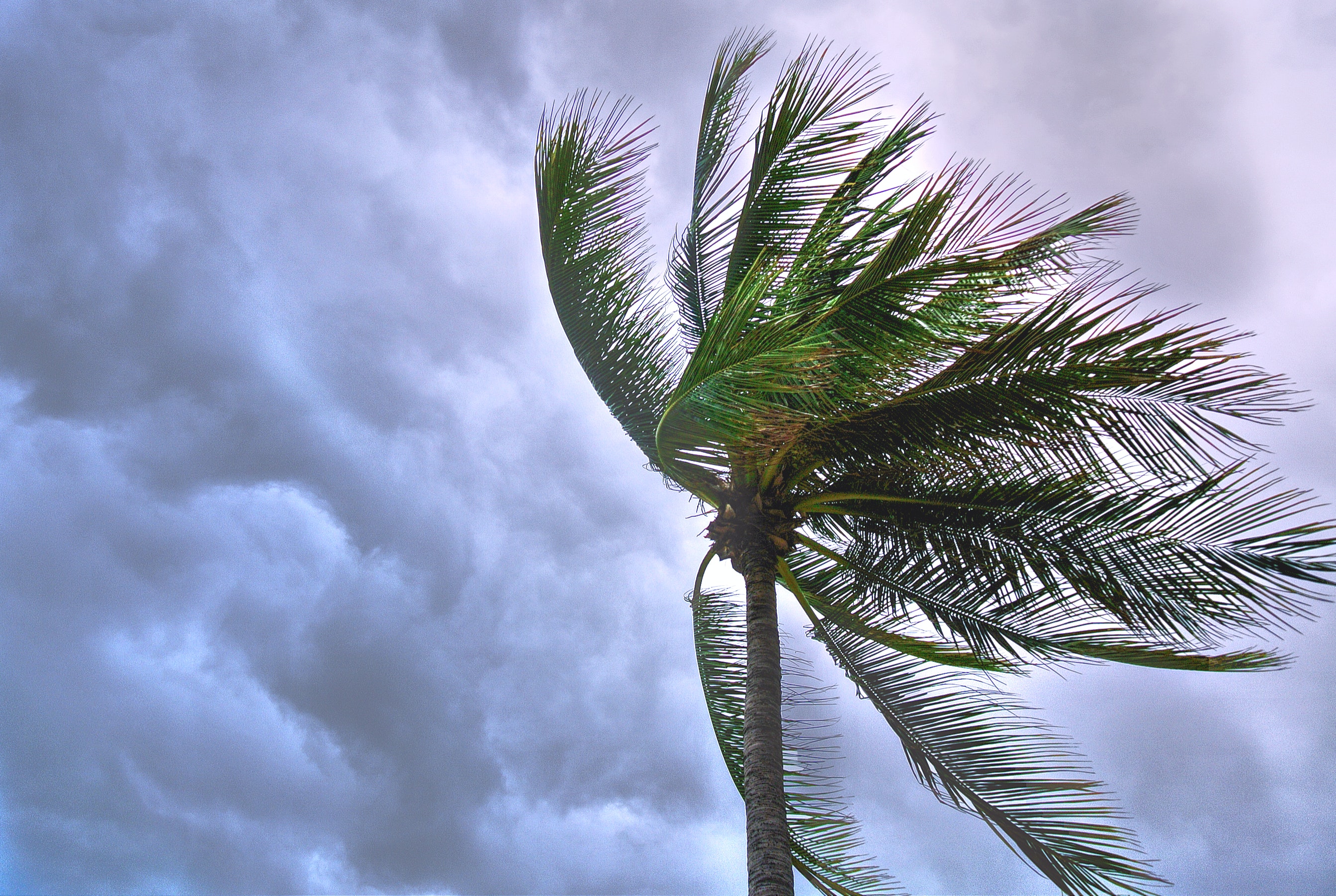 Tree blowing in the wind